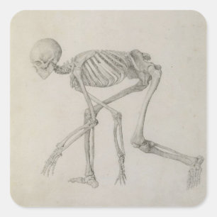 Human Skeleton: Lateral view in Crouching Posture, Square Sticker