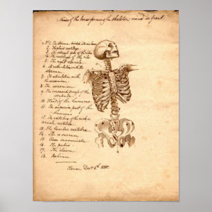 Human Skeleton Poster