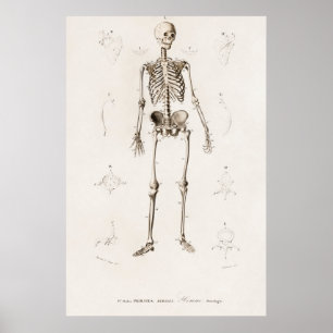 Human skeleton poster