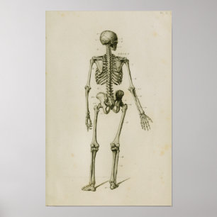 Human Skeleton Posterior Vintage Anatomy Print