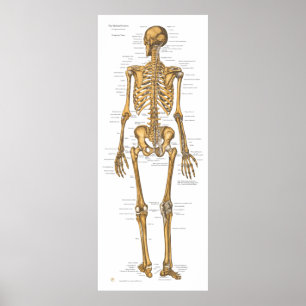 Human Skeleton System Anatomy Chart