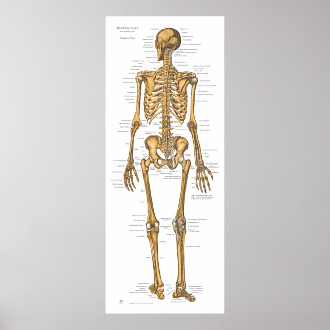 Human Skeleton System Anatomy Chart (Front)
