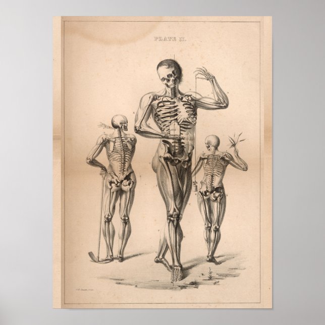 Human Skeleton Vintage Anatomy Art Print 1827 (Front)