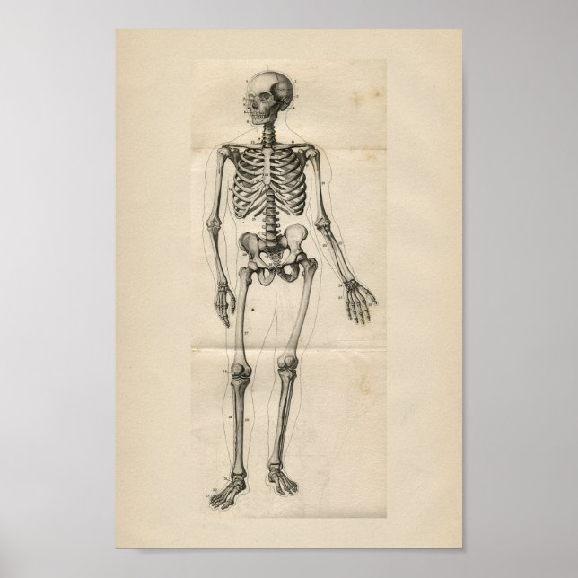 Human Skeleton Vintage Anatomy Print (Front)