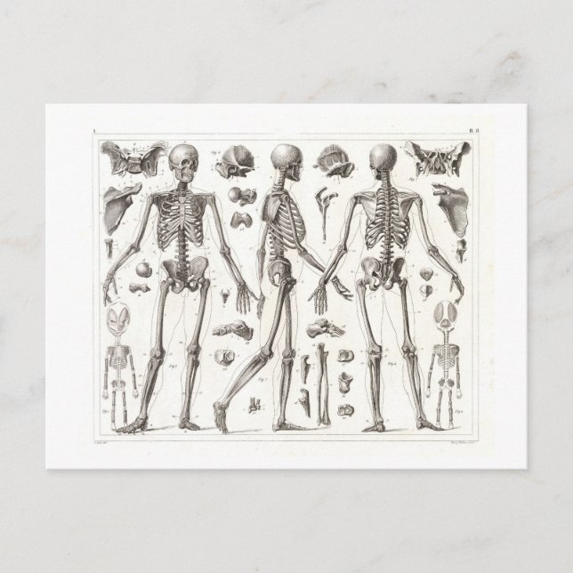 Human Skeleton Vintage Postcard (Front)