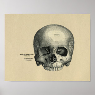 Human Skull Anatomy 1902 Vintage Print