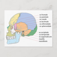 Human Skull Bone Name Chart