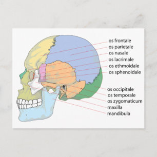 Human Skull Bone Name Chart Postcard