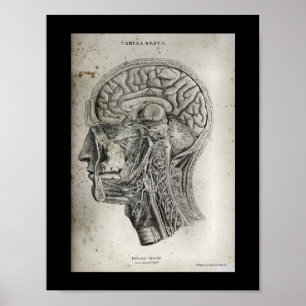 Human Skull Cross Section Brain Anatomy Print
