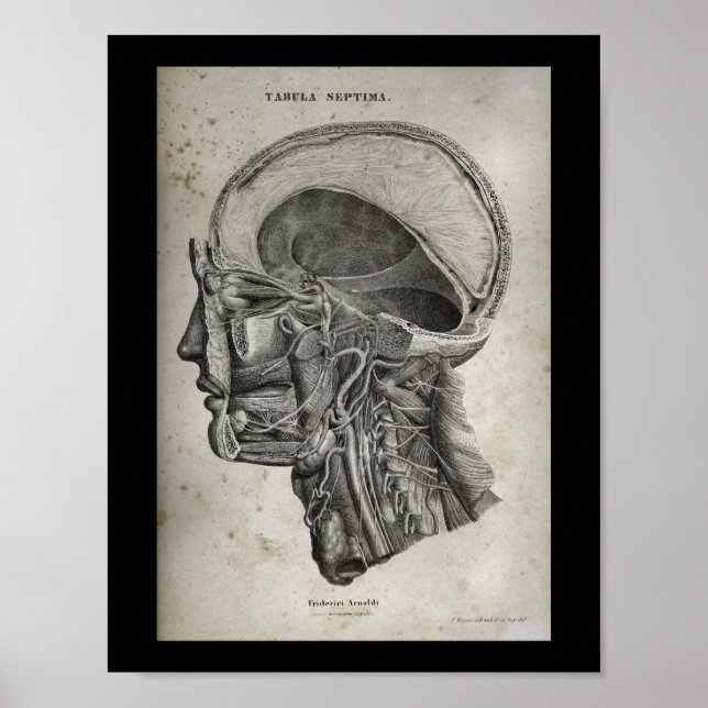 Human Skull Cross Section Nerves Anatomy Print (Front)
