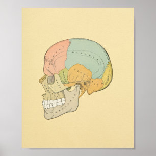 Human Skull Gray's Anatomy Print