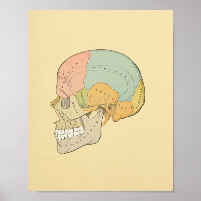 Human Skull Gray's Anatomy Print (Front)