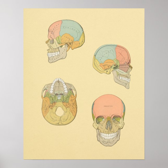 Human Skull Gray's Anatomy Print (Front)