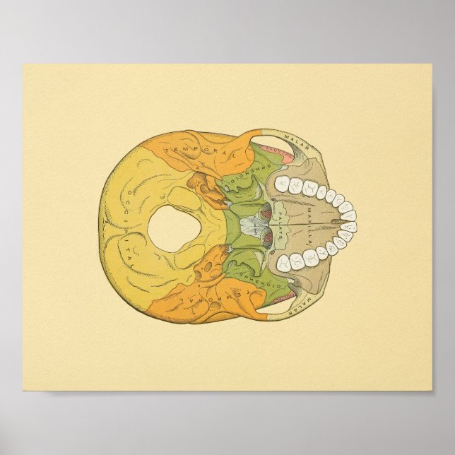 Human Skull Gray's Anatomy Print (Front)