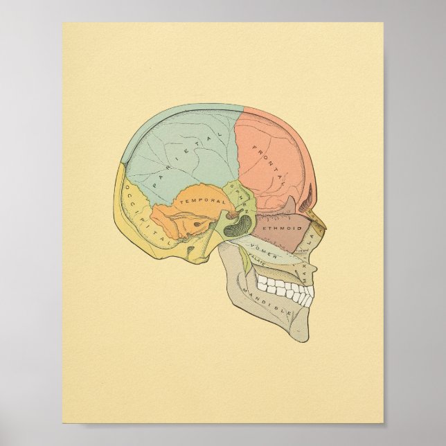 Human Skull Grey's Anatomy Print (Front)