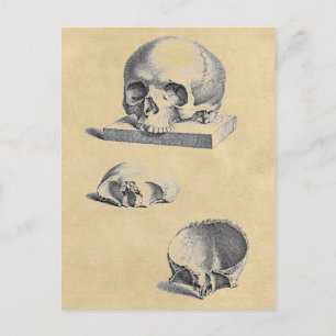 Human Skull Medical Anatomy Postcard