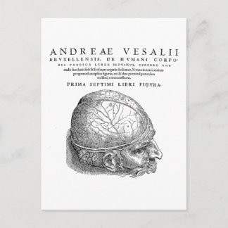 Human Skull Postcard
