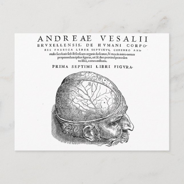 Human Skull Postcard (Front)