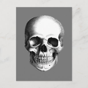 Human Skull Postcard