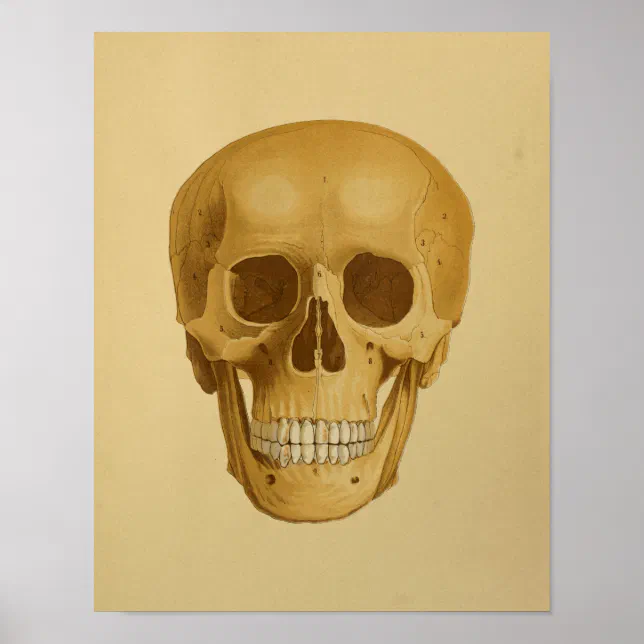 Human Skull Vintage Anatomy Print Bones | Zazzle
