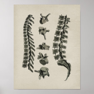 Human Spine Anatomy Vintage Print