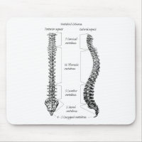 Human spine