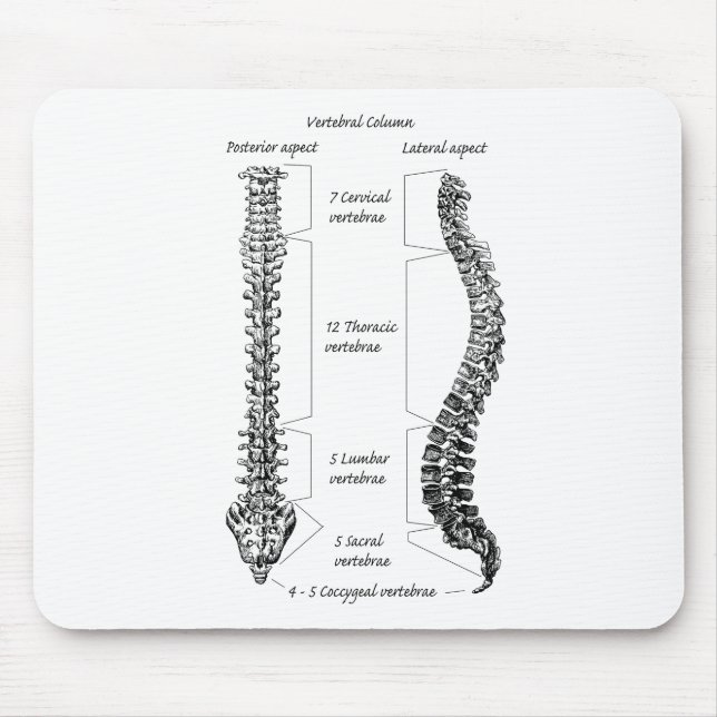 Human spine mouse pad (Front)