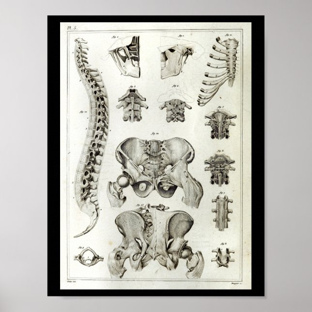 Human Spine Pelvis Anatomy Print (Front)