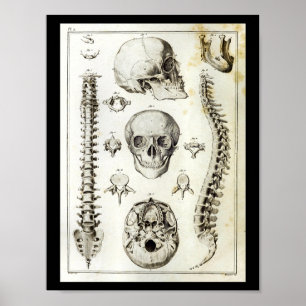 Human Spine Skull Anatomy Print