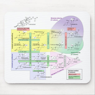 Human Steroidogenesis Diagram Biological Chemical Mouse Pad