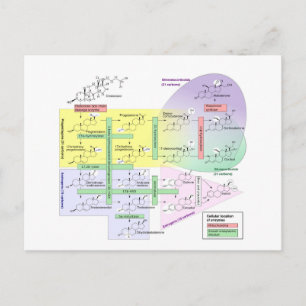 Human Steroidogenesis Diagram Biological Chemical Postcard