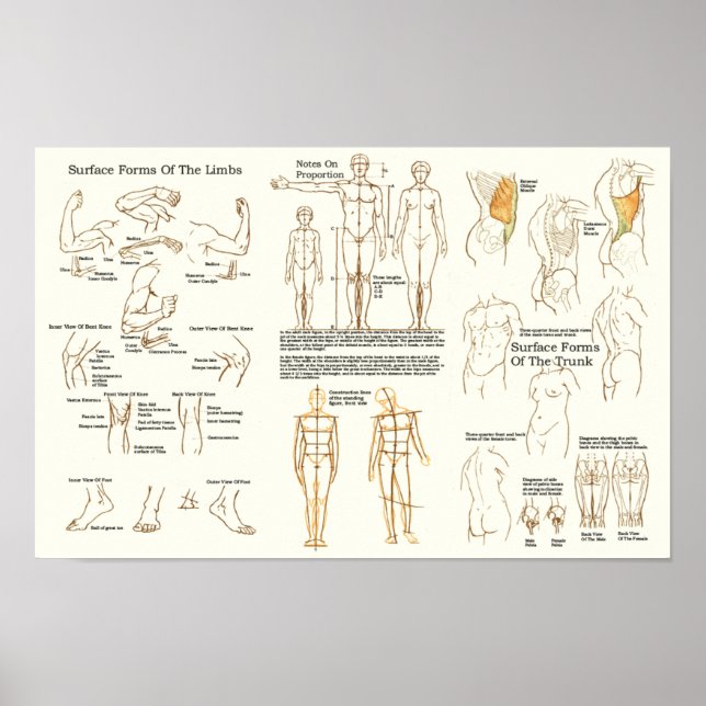 Human Surface Anatomy for Artists Chart (Front)