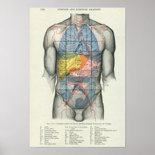 Human Surface Anatomy Relation to Organs Poster