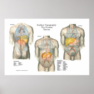 Human Surface Topography Anatomy Poster