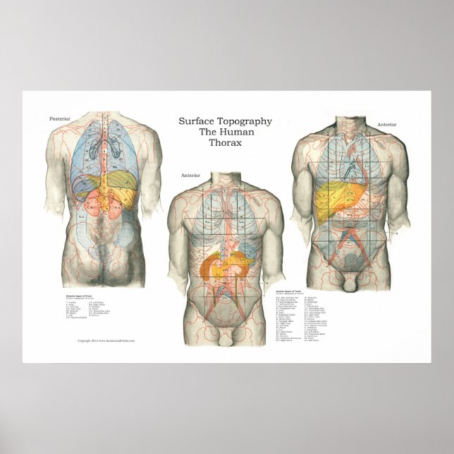 Human Surface Topography Anatomy Poster (Front)