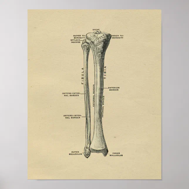 Human Tibia Anatomy 1902 Vintage Print | Zazzle