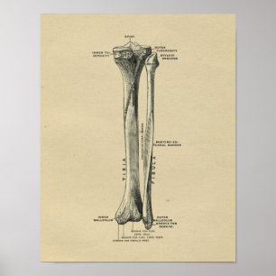 Human Tibia Anatomy 1902 Vintage Print