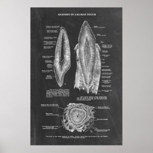 Human Tooth Anatomy Poster