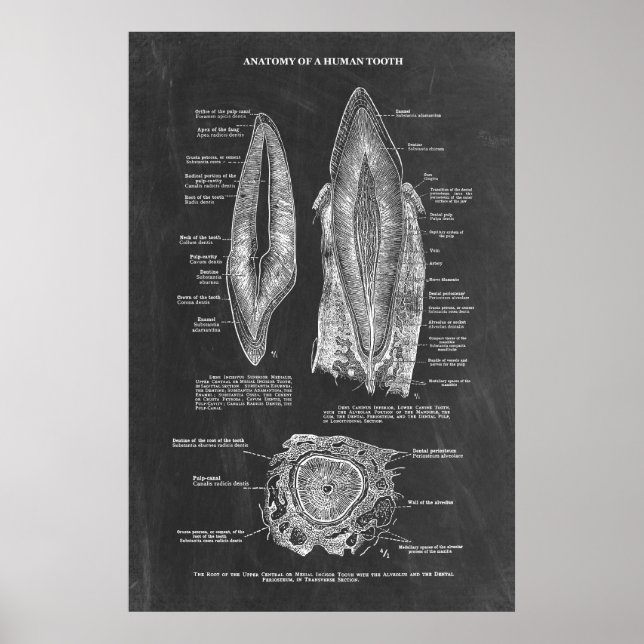 Human Tooth Anatomy  Poster (Front)