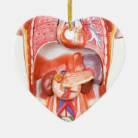 Human torso body model with organs