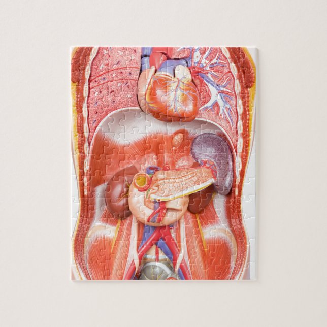 Human torso body model with organs jigsaw puzzle (Vertical)