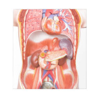 Human torso body model with organs