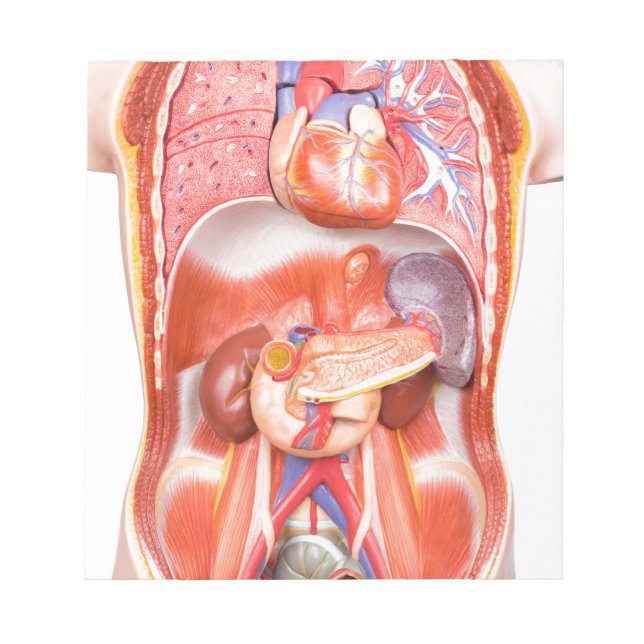 Human torso body model with organs notepad (Front)