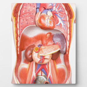 Human torso body model with organs plaque