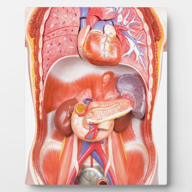 Human torso body model with organs plaque (Front)