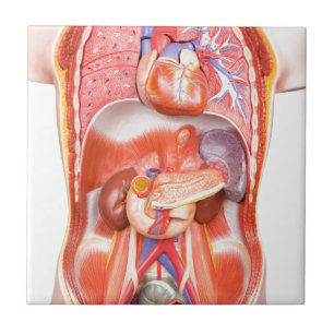 Human torso body model with organs tile