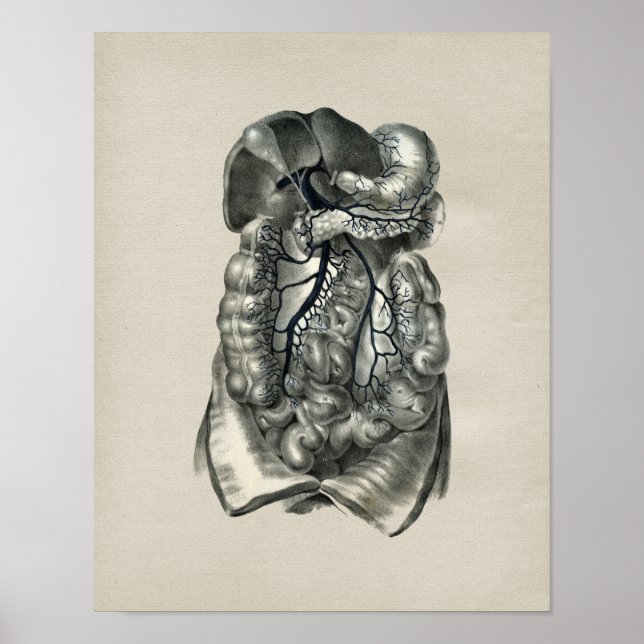 Human Veins Body Anatomy Vintage Print (Front)