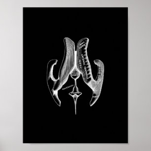 Human Ventricles Anatomy in Black and White Print