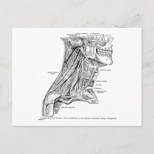 Human Vintage Anatomy Muscles of the Neck Postcard
