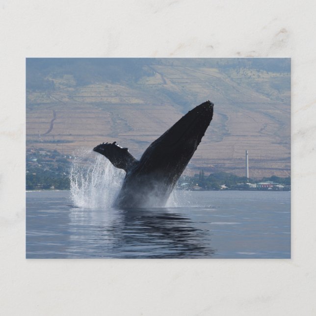 humback whale breaching postcard (Front)